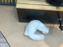 -爪爪喵星球·猫舍(卓悦中心店)