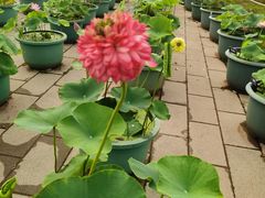 -国家植物园南园