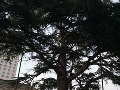 -南京钟山宾馆(江苏省会议中心)
