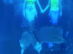 -海合安成都极地海洋公园