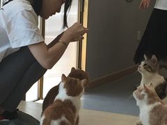 -飞行喵MR PILOT|猫舍·猫咖(静安大融城店)