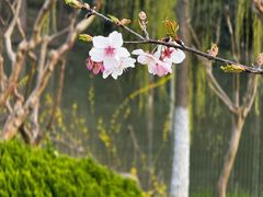 -顾村公园