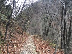 -青峰峡国家森林公园