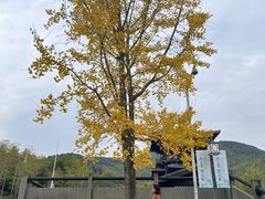 -大唐贡茶院