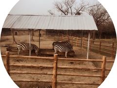 ban ma-西安秦岭野生动物园