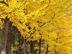 -长白岛森林公园