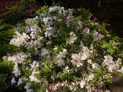 -天鹅湖体育公园