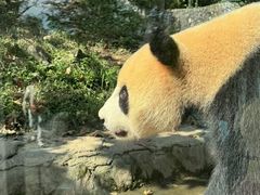 -都江堰中华大熊猫苑
