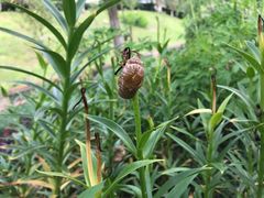-广州神农草堂中医药博物馆