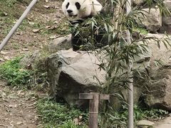 -都江堰中华大熊猫苑