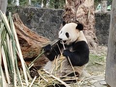 -都江堰中华大熊猫苑