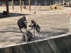 -广东茂名森林公园