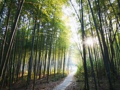 -宜兴龙背山森林公园