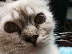 -Bastet sally猫舍购宠(静安店)