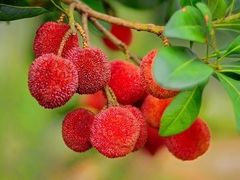 -艾溪湖湿地公园