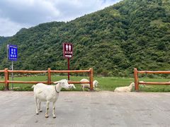 -狮子沟牧场