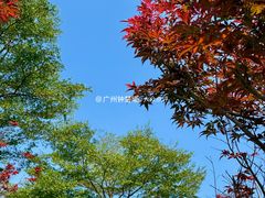 -广州市帽峰山景区
