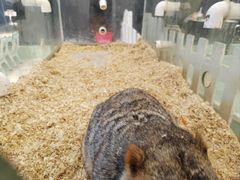 -怪兽屋·羊驼·猫咖·狗咖(俊华广场店)
