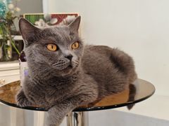 -共舞时光猫咖·狗咖(新街口店)