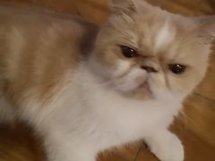 -喵园·猫主题咖啡厅·撸猫·猫咖(国贸店)