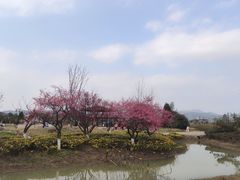 -径山花海