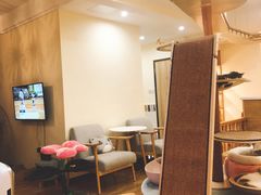 -滚猫咖啡·猫咖·猫友好撸猫(未来城店)