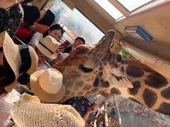 -清迈夜间动物园