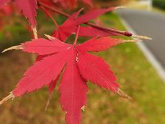 -白塘生态植物园