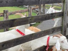 -前小桔亲子创意农场·草莓采摘·露营烧烤