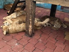 -大连森林动物园