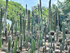 -深圳仙湖植物园