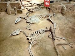 -洛阳周王城天子驾六博物馆