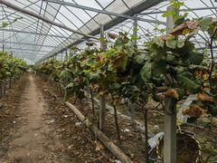 -马陆小张葡萄园农家乐