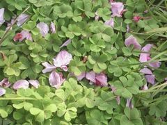 android_upload_pic-高东镇樱花园