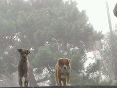 -鲁山国家森林公园