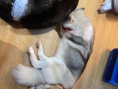 -Husky Go! 哈士奇体验馆·宠物咖啡厅狗咖