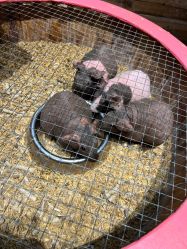 -酷嗒动物文化乐园(cutezoo西溪乐天城店)