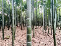-树山生态村