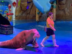 -烟台海昌鲸鲨海洋公园