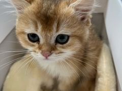 -伟伟宠物医院·瑞派猫友好医院·猫科(光谷店)