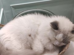-安格丽娜·狗咖·猫咖羊驼咖(春熙路百盛商场店)