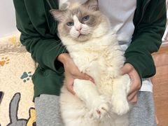 -是阿柴呀！柴犬咖啡·爱喵喵猫咖