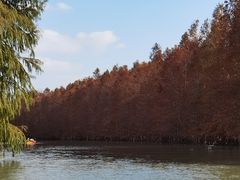 -上海海湾国家森林公园