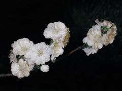 -月坛公园