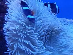 -海合安武汉极地海洋公园