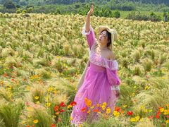 -空港花田景区