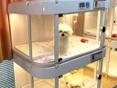 -翊宠yipet猫狗购宠庄园犬舍•猫舍