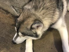 -TrueLove @ Neverland (Husky Cafe)
