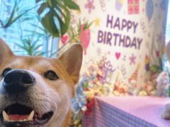 -百好乐宠物友好餐厅(朝外大街店)