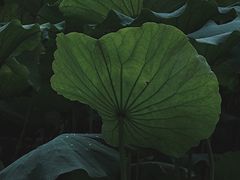 -四川大学(望江校区)